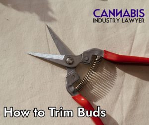how to trim marijuana