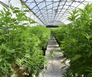 cannabis funding