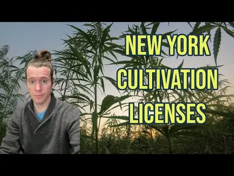 LICENSE LIMITS IN NEW YORK CANNABIS