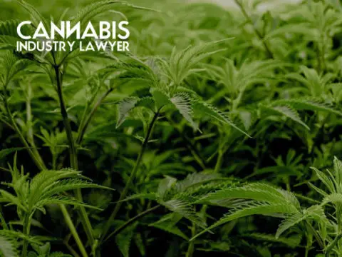 New Jersey Cannabis Manufacturer License