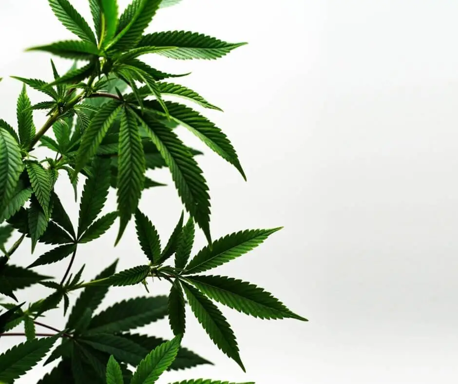 Cannabis License Types